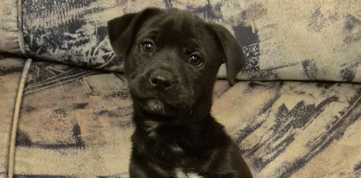 Meet Echo